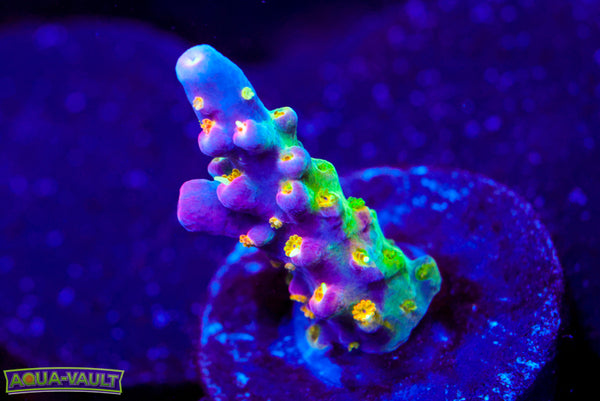 BC Bubble Bath Unicorn Acro