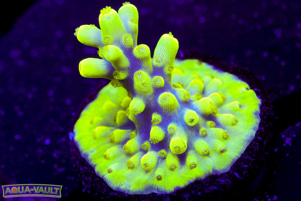 UW Oompa Loompa Splice Acro