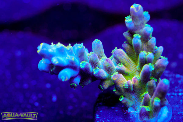 Candyland Acro