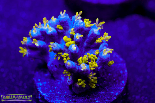 ORA Bellina Acro