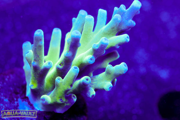 Blue Smooth Skin Acro Turaki