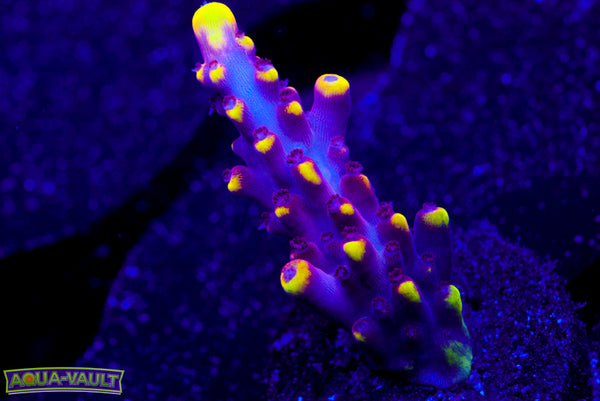 JF Foxflame Acro