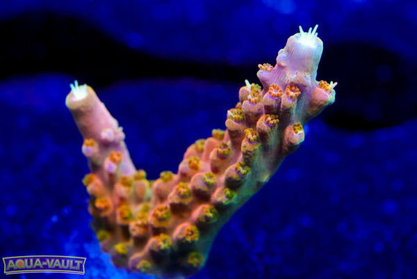 TGC Orange Creamcicle Acro