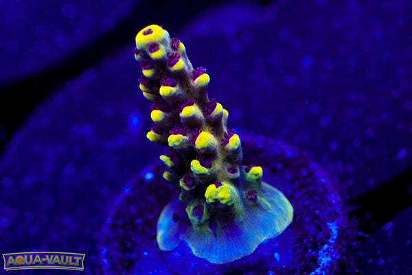 CV Crab Rangoon Acro