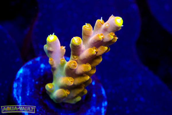 CB Golden Jawdropper Acro