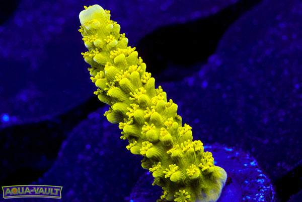 Bali Green Slimer  Acro