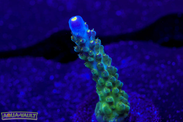 Tricolor Valida Acro