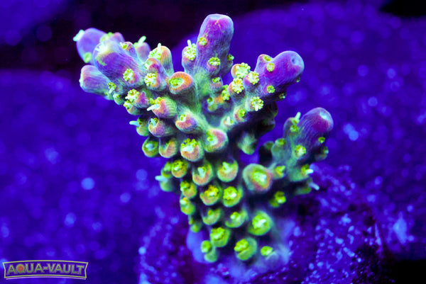 JF Shocktart Acro