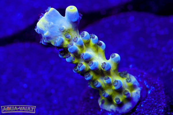 Nick's Purple Passion Acro