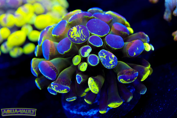 Nicest Ultra Splatter Hammer Ever Posted!