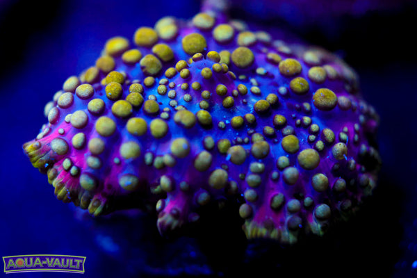 Lava Lamp Mushroom