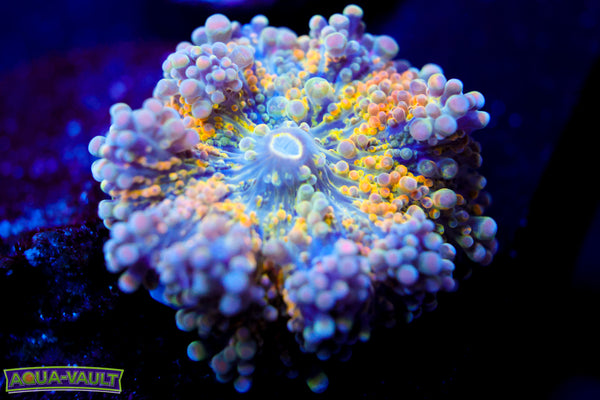 Rainbow Yuma Mushroom