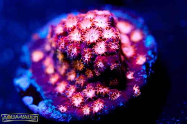 Marvel Cyphastrea