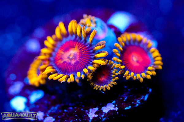 CC Super Saiyan Zoa
