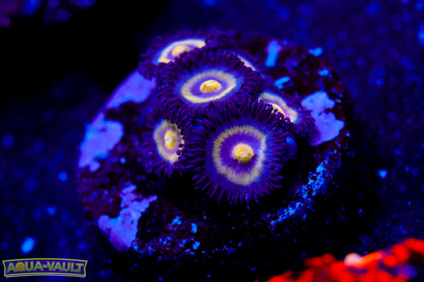 UC Shapeshifter Zoa