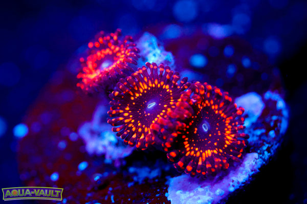 Luminati 2.0 Zoa