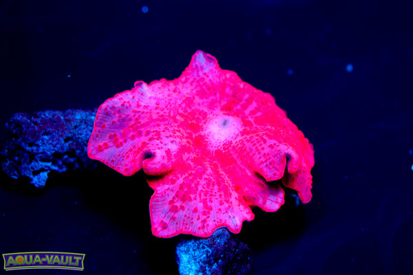 Hot Lips Mushroom