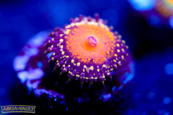 God Beast Zoa