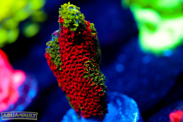 WWC Contraband Digitata