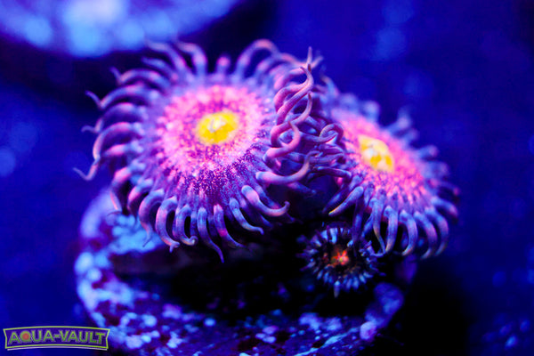 Chong Bong Zoa