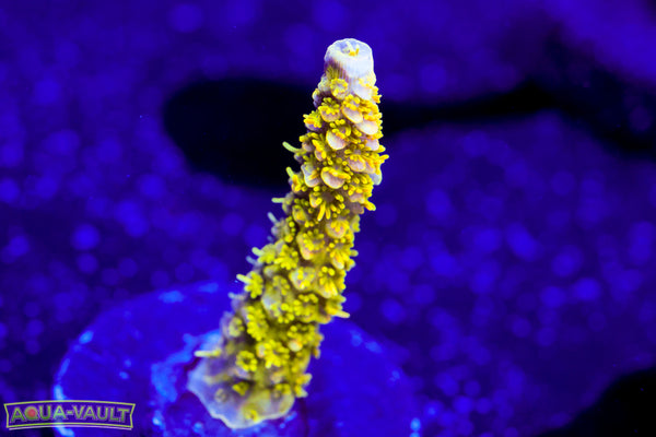 Raising Reef Sunrise Milli  Acro
