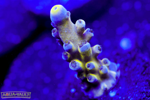 Nick's Purple Passion Acro