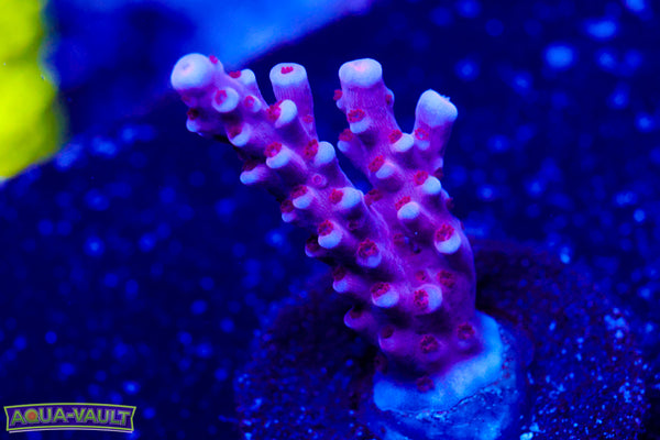 BC Space Laser Acro