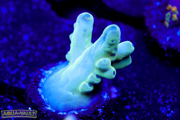 Raising Reef Blue Thunder Acro