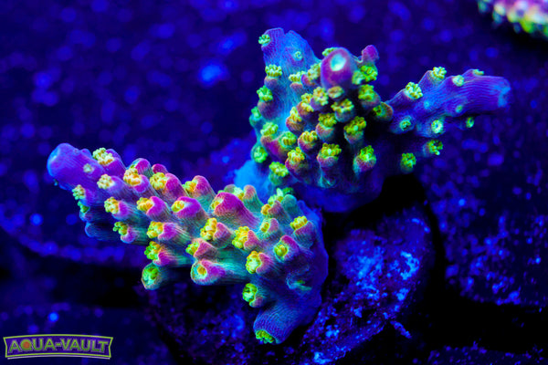 JF Shocktart Acro