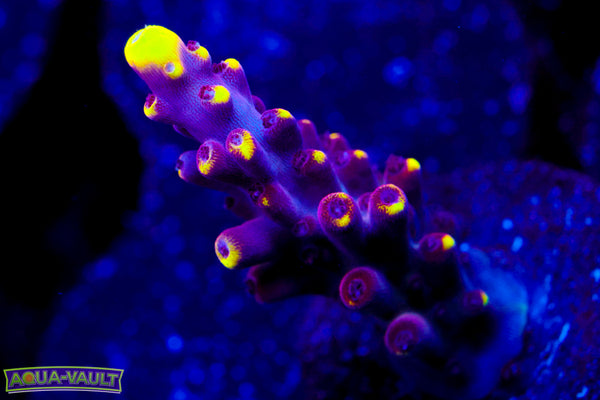 JF Foxflame Acro