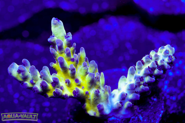 ORA Pearlberry Acro