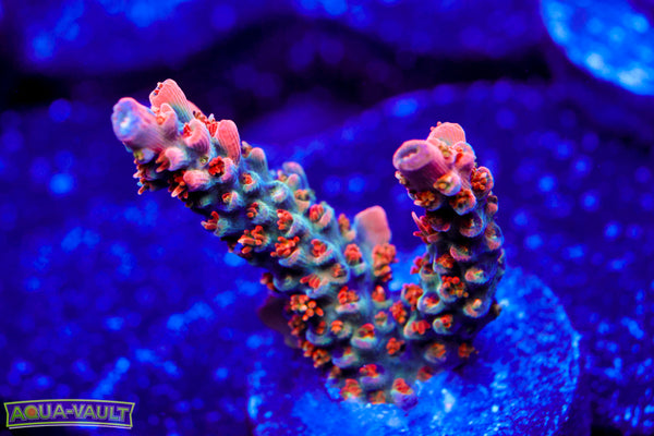 BC Frankenberry V2 Acro