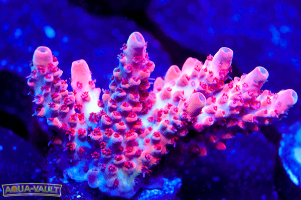 CB Maleficent Acro