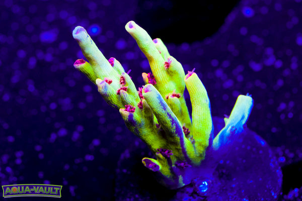 Raising Reef Strawberry Shortcake Acro