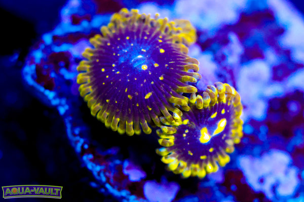 Exosphere Zoa