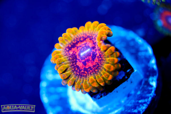 Grand Master Krak Zoa
