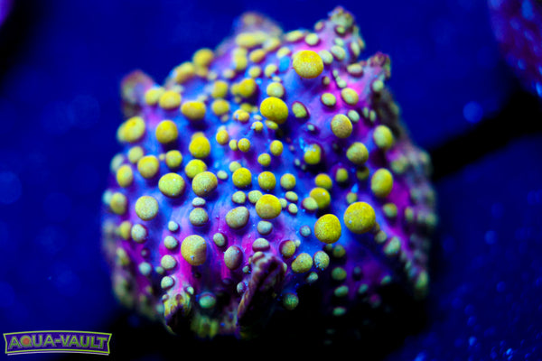Lava Lamp Mushroom