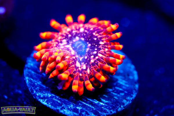 Utter Chaos Zoa