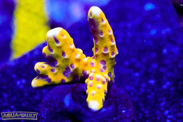 RRC Golden Rod Anacropora