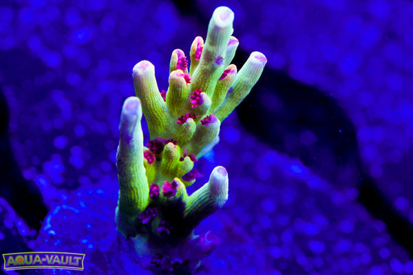 Raising Reef Strawberry Shortcake Acro