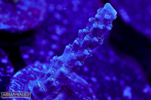 UW Blue Slimer Acro
