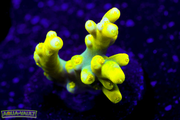 WWC Yoda Acro