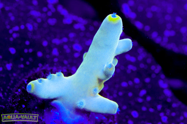 Raising Reef Blue Thunder Acro