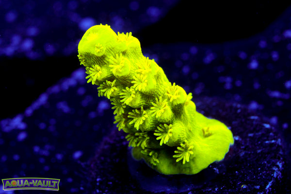 Neon Slimmer Acro