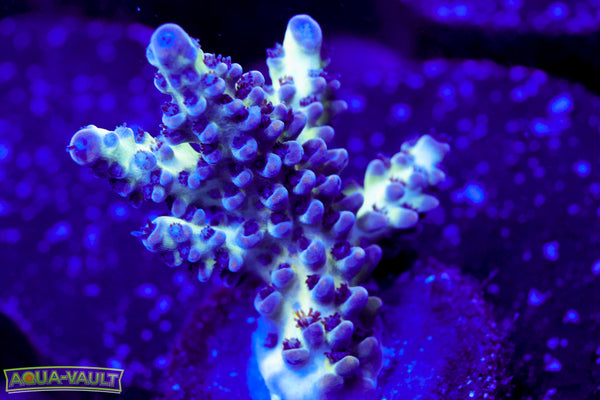 ORA Pearlberry Acro