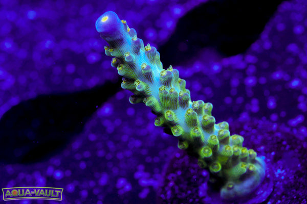 Tricolor Valida Acro