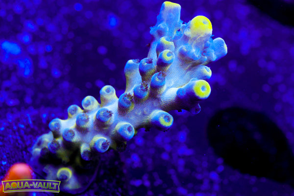 Nick's Purple Passion Acro