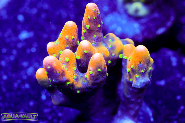 RRC Tropicana Anacropora