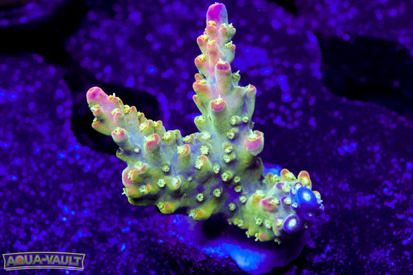 JF Shocktart Acro