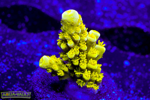 Bali Green Slimer  Acro
